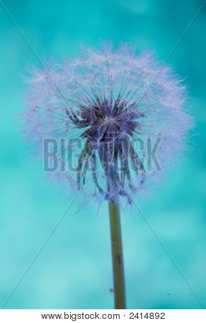 Dandelion Clock 8