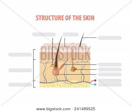 Structure Of The Skin Illustration Vector On White Background. Beauty Concept.