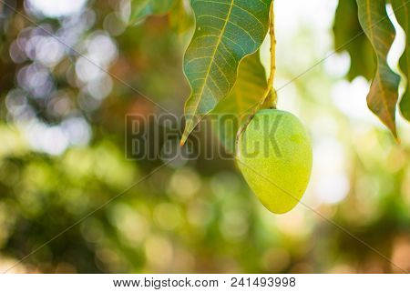 Green Mango Or Mangifera Indica Is On Tree Branch. This Is Local Mango That Is One Kind Of Local Fru