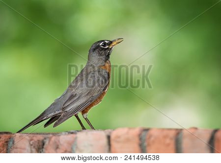 American Robin (turdus Migratorius) Perched On Brick Fence. Natural Green Background With Copy Space