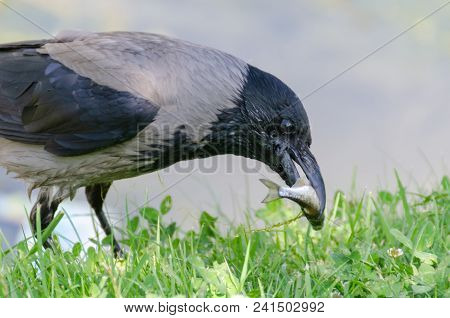 The Crow Is Hunting The Fish.the Fish Struggle To Get Rid Of It.wild Life