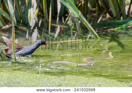 Common Moorhen Is Swiming In The Stream. Cute Colorful Waterbird. Bird In Wildlife.it Is  Encounters