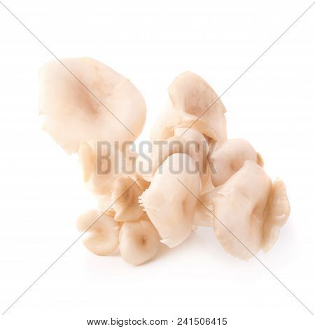 White Panus Polychrous Isolated On A White Background.