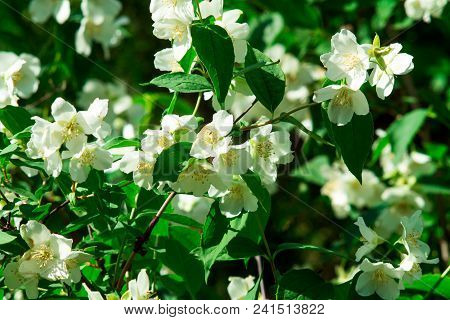 Jasmine Flower Branch. Close-up Flowers In A Garden. Jasmine Flowers Blossoming On Bush In Sunny Day