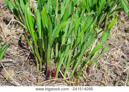 Young Green Edible Wild Garlic Sprouts, Onion Állium Ursínum Spring