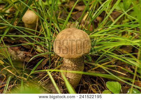 Birch Bolete (leccinum Scabrum ) Growing In The Forest,close Up