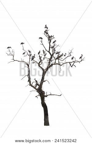 Birds On Dead Tree  Isolate On White Background.asian Openbill. Migratory Bird.