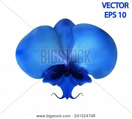 Vector Realistic Image Of An Orchid Flower In Blue (phalaenopsis, Abbreviation Of The Generic Name -
