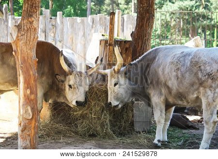 Hungarian Steppe Cattle Eating Dry Hay In Feeder. Rare European Breed Of Cattle With Horns.