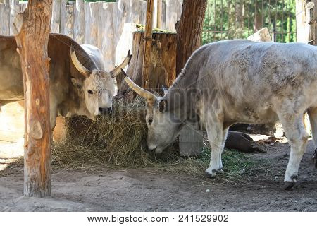 Hungarian Steppe Cattle Eating Dry Hay In Feeder. Rare European Breed Of Cattle With Horns.