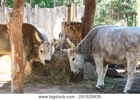 Hungarian Steppe Cattle Eating Dry Hay In Feeder. Rare European Breed Of Cattle With Horns.