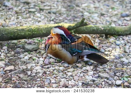A Mandarin Duck On The Ground. Aix Galericulata Wild Bird.