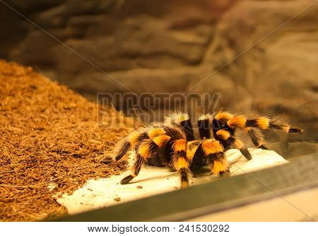 Tarantula (brachypelma Smithy) Danngerous Spider Close Up