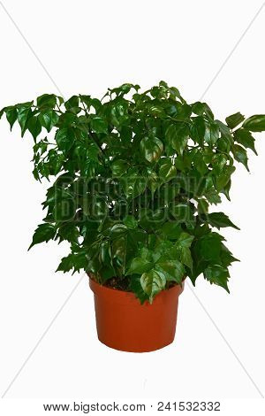 Houseplant, Potted Plant On A White Background,