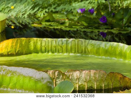 Closeup of the huge floating lilly pad leaves of Victoria Regia in the rain forest