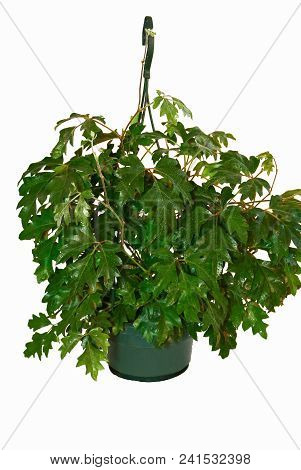 Houseplant, Potted Plant On A White Background,