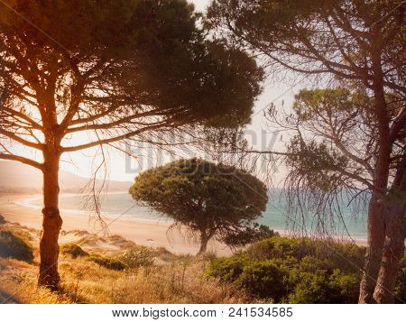 Stone Pine In Tarifa, Costa De La Luz, Spain