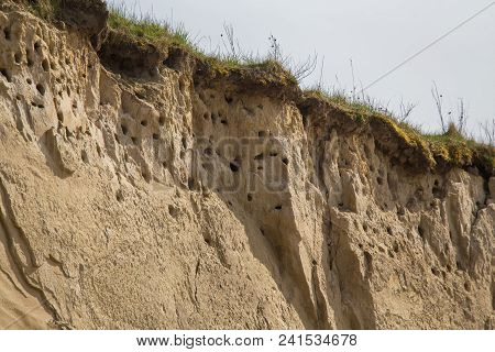 A Colony Of Bird Holes In A Snadstone Cliff At The Beach Near Baltic Sea. Bird Nesting Place.