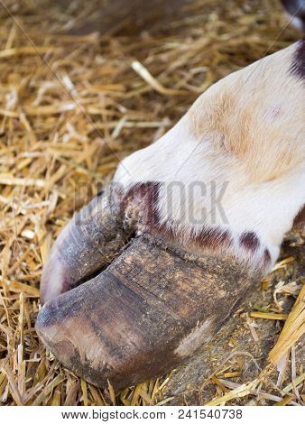 Bull's Hoof On Straw