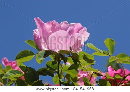 Pink Wildrose In Front Of Blue Sky, Nature Background