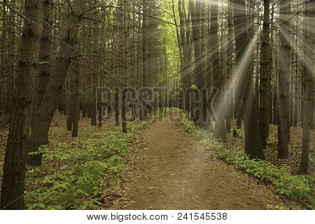 Rays Of Sun In The Forest With Path In Foreground And Contrast Of Colors