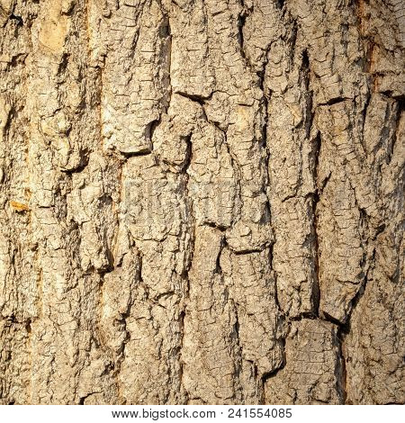 The Texture Of The Bark Of A Poplar Grey