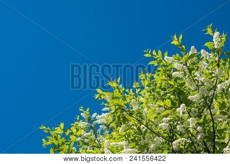Spring Blossoming Plum Tree In The Blue Sky