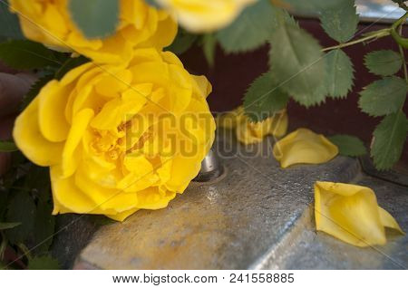 Close Up Beautiful Yellow Rose With Many Layers Of Petals.
