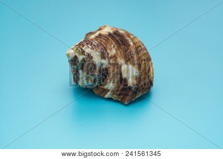 Side Veiw Conch Shell On A Blue Background