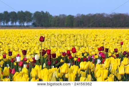 Blumen in einem Feld