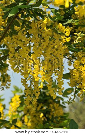 Yellow acacia.Lat. Caragána arboréscens
