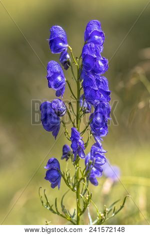 Monkshood Flowers