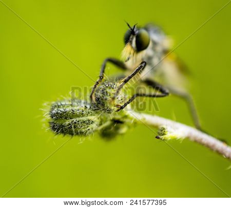 Close Up Of A Robberfly Insect On A Blur Background