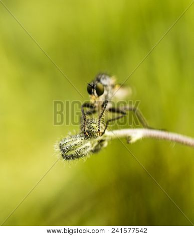 Close Up Of A Robberfly Insect On A Blur Background