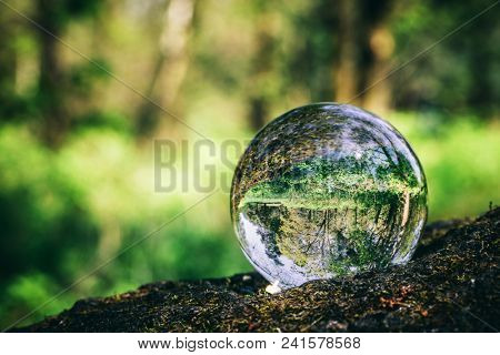 Crystal ball standing on a trunk, reflecting a forest. Environmental conservation. Earth Day.