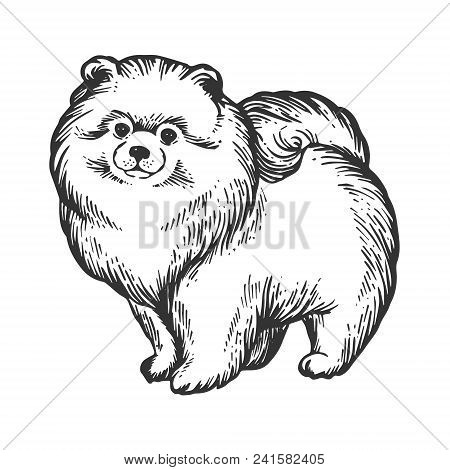 Spitz Pomeranian Dog Animal Engraving Vector Illustration. Scratch Board Style Imitation. Black And 