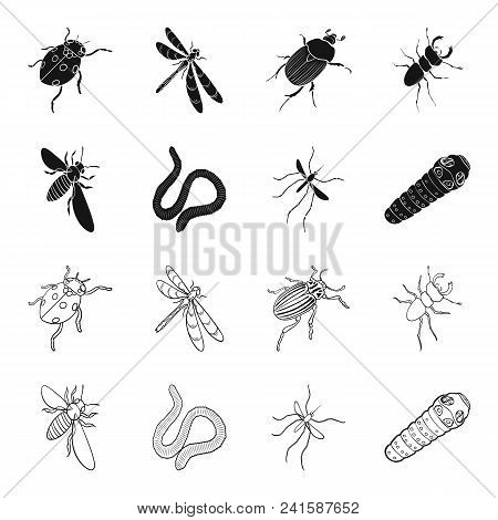 Arthropods Insect Mosquito, Bee.earth Worm, Caterpillar, Vermicular Set Collection Icons In Black, O