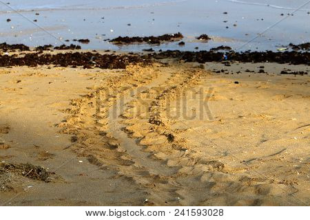 On The Sand Traces Of A Turtle Which Laid Eggs And Went Into The Sea