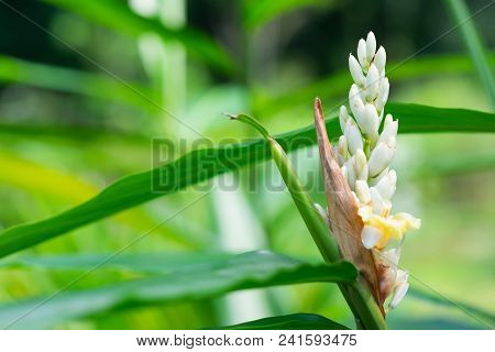 Alpinia Galanga, Herbaceous Plant In Asian Culture. White Flower