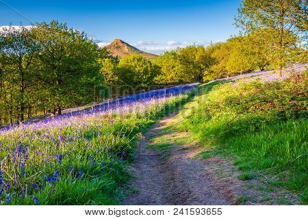 Footpath Through Newton Wood, Below Roseberry Topping, A Distinctive Hill In North Yorkshire, Popula