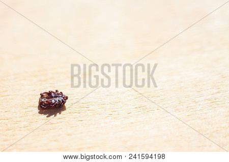 Encephalitic Mite Shrank And Lies On The Table Pretending To Be Dead.
