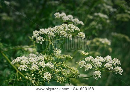 White Lacy Flowers Of Goutweed Aegopodium Podagraria Against Blurred Background