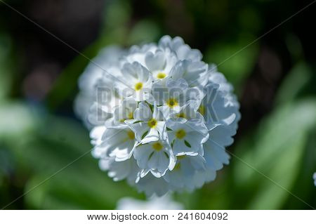 Blooming Primula Denticulata White In Bright Spring Greens. Spring Summer Background