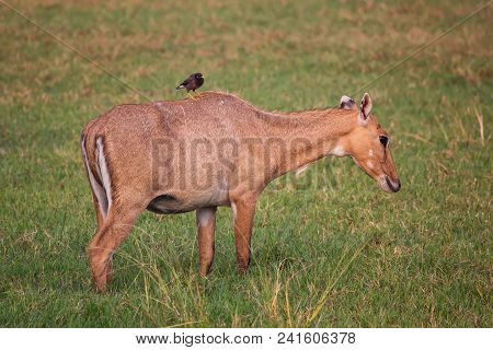Female Nilgai With Brahminy Myna Sitting On Her In Keoladeo National Park, Bharatpur, India. Nilgai 