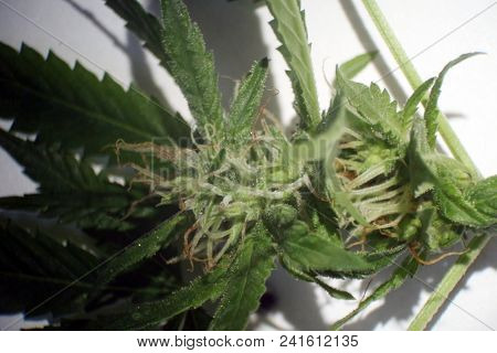 Female Marijuana Flower. Microscopic view of a female marijuana flower. Cannabis flower seen under a microscope.