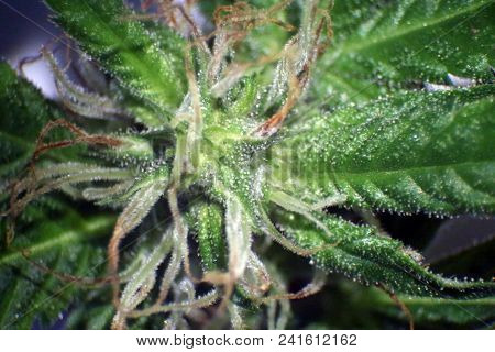 Female Marijuana Flower. Microscopic view of a female marijuana flower. Cannabis flower seen under a microscope.