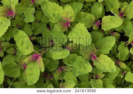 Close up of colorful fresh young raw heirloom tree spinach full frame