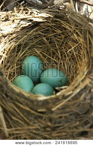 American Robin (turdus Migratorius) Nest With Eggs