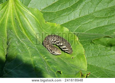 Caterpillar Butterfly Small Oleander Hawk (proserpinus Proserpina)