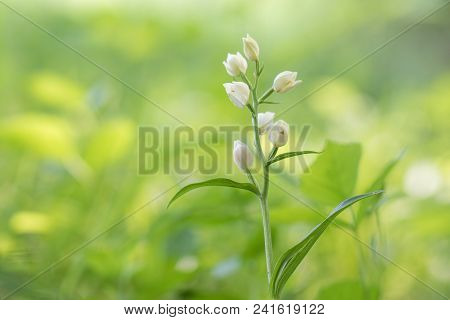 White Helleborine (cephalanthera Damasonium) On A Green Spring Forest